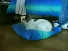 જુસ્સાના પાંચ સેન્ટિમીટર મિયા ખલિફા નગ્ન